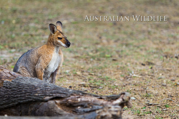 Wasserzeichen schützt vor unlizenzierter Verwendung Wasserzeichen schützt vor unlizenzierter Verwendung